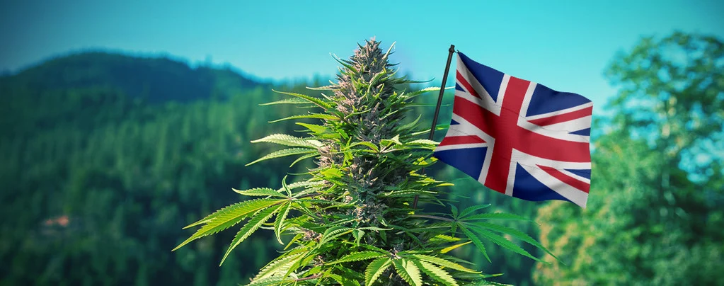Where to Buy Quality Medical Weed Online in UK.