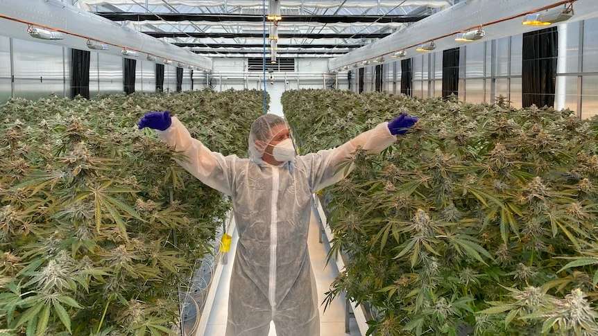 Weed Delivery Near me in United Kingdom