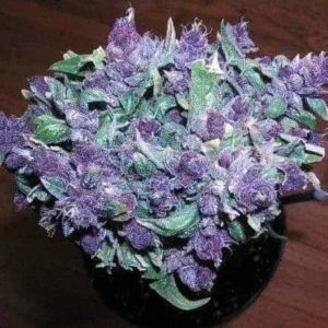 Buy Weed Online In U.K