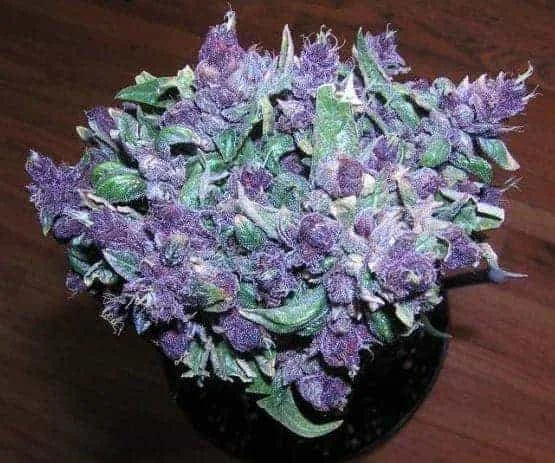 Buy Weed Online In U.K