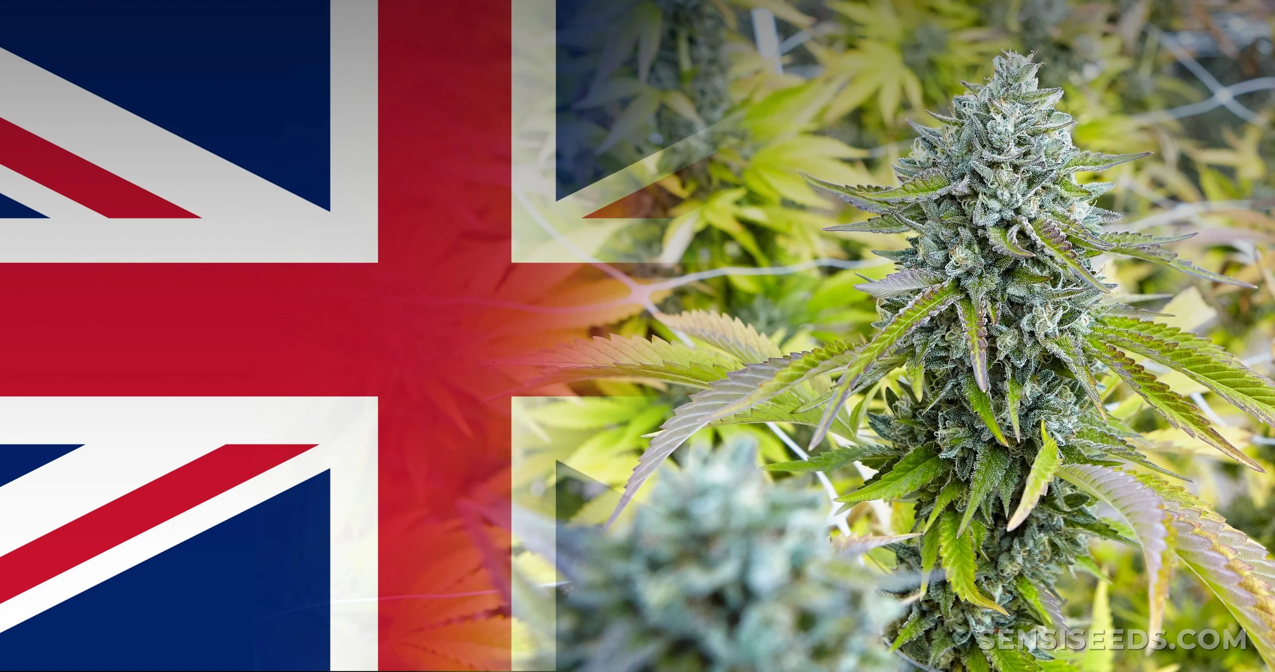 Buy Weed Online In U.K