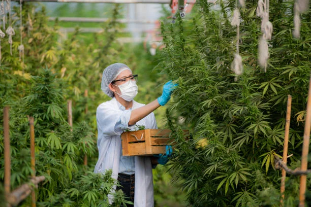 Buy Weed Online In U.K